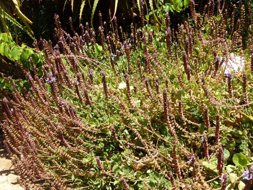 Kirstenbosch National Botanical Garden.